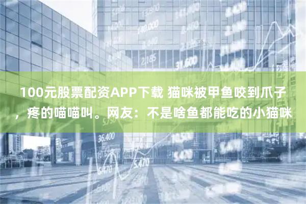 100元股票配资APP下载 猫咪被甲鱼咬到爪子，疼的喵喵叫。网友：不是啥鱼都能吃的小猫咪