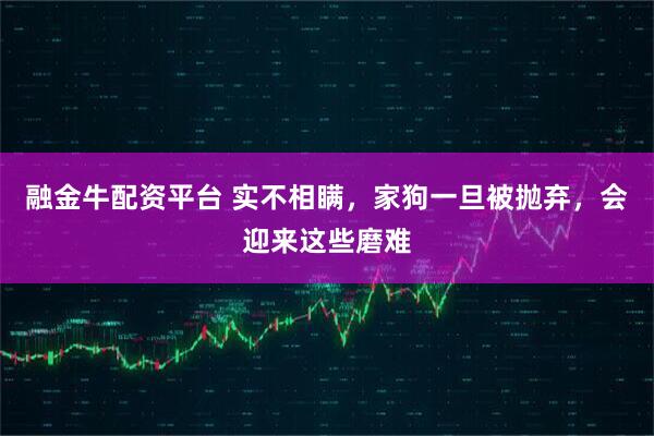 融金牛配资平台 实不相瞒，家狗一旦被抛弃，会迎来这些磨难